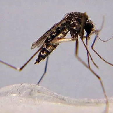 thumbnail for publication: Black Salt Marsh Mosquito Aedes taeniorhynchus (Wiedemann) (Insecta: Diptera: Culicidae)
